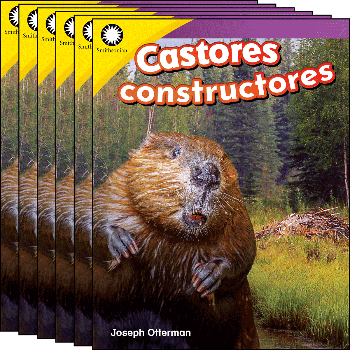 Castores constructores 6-Pack