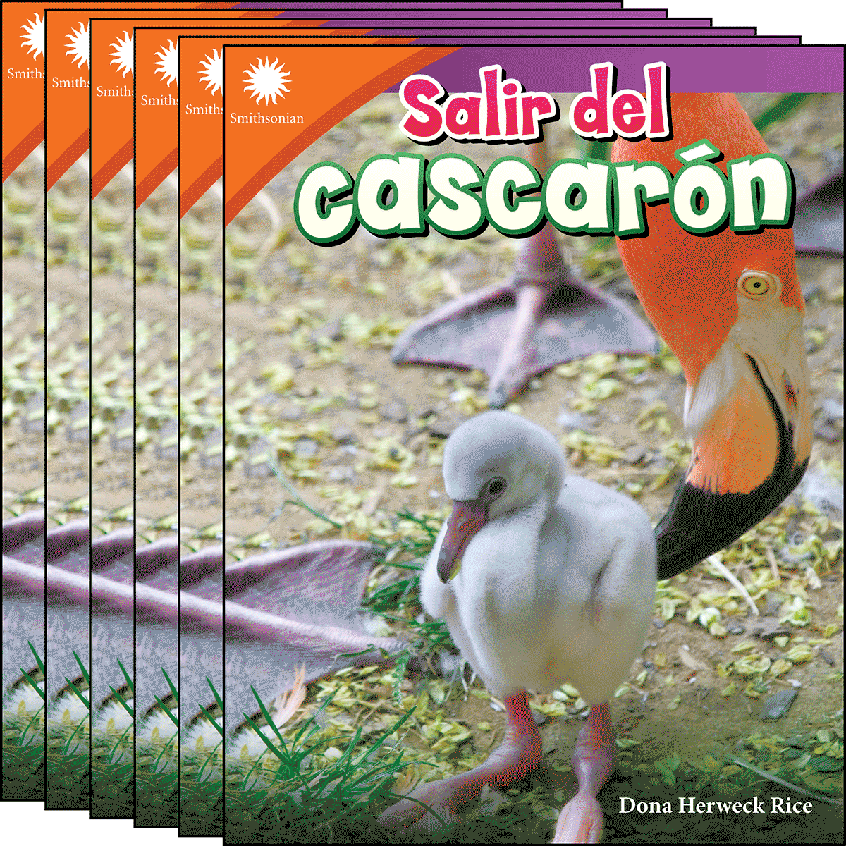 Salir del cascarón 6-Pack