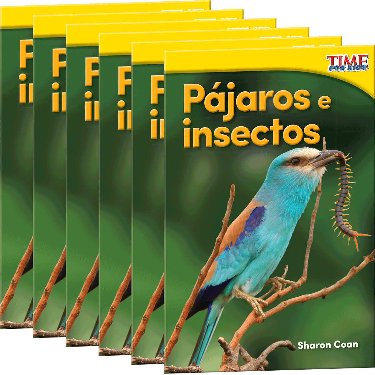 Pájaros e insectos 6-Pack